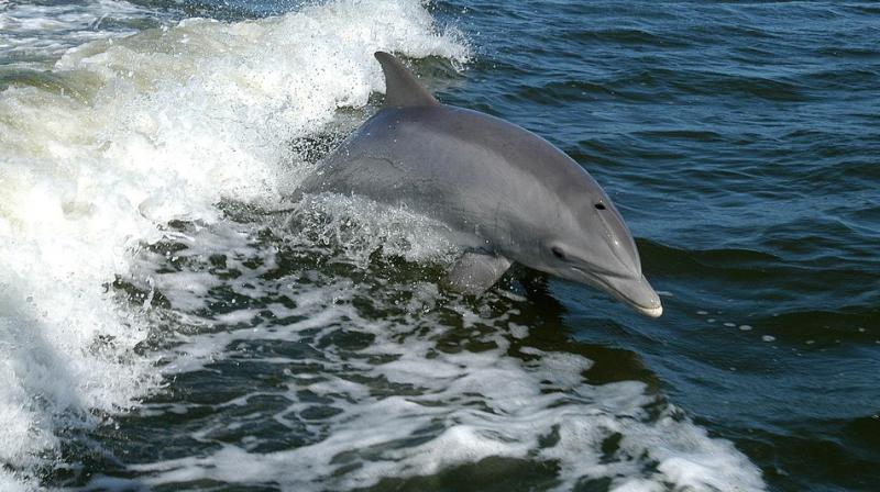 Study found that the dolphins didn't really mind what was on the TV, but certain dolphins showed more interest in the pictures than others. (Photo: Pixabay) Study found that the dolphins didn't really mind what was on the TV, but certain dolphins showed more interest in the pictures than others. (Photo: Pixabay)