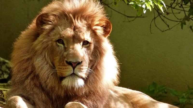 Lions among 34 endangered species selected for special protection. (Photo: Pexels) Lions among 34 endangered species selected for special protection. (Photo: Pexels)