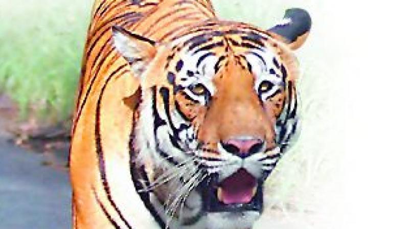 A video showing the tiger chasing the tourist bus in Nandanvan jungle safari on Monday went viral prompting the Chhattisgarh forest department to terminate services of driver of the bus and the guide.