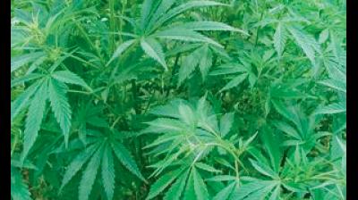 According to the sources, the offenders have chosen new routes to supply the material to kingpins, who, in turn, smuggle and supply the material to their customers. (Representational Image/ DC File)