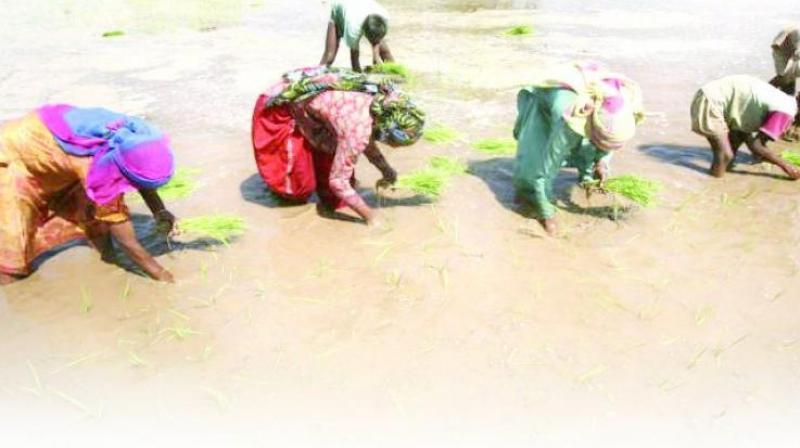 Farmers in rural areas often conduct the land transactions on sale deeds and avoid registering it to save money. (Representational Image) Farmers in rural areas often conduct the land transactions on sale deeds and avoid registering it to save money. (Representational Image)