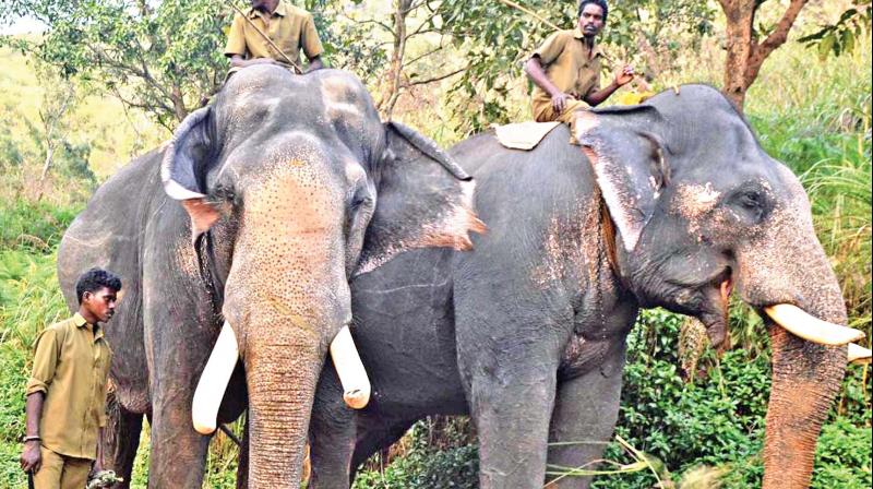 Tamil Nadu: Newly brought in Kumkis turn violent