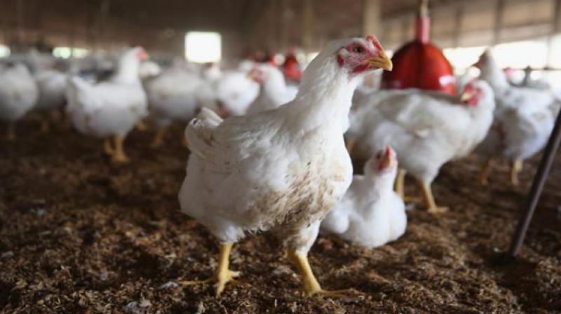 Meat-lovers in the state will have to shell out more on chicken as the price of broiler chicken touched Rs 210 a kg. Meat-lovers in the state will have to shell out more on chicken as the price of broiler chicken touched Rs 210 a kg.