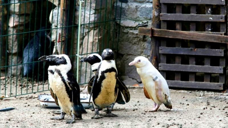 The albino penguin is believed to be the only one of its kind in captivity. (Photo: AFP) The albino penguin is believed to be the only one of its kind in captivity. (Photo: AFP)