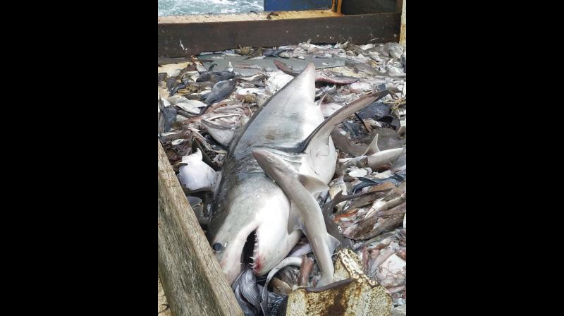 Photo provided by fisherman Michael Lorello shows a great white shark Lorello caught while squid fishing three-quarters of a mile from Misquamicut Beach in Westerly, R.I. Lorello was surprised when he dragged up a net off the coast of Rhode Island. Inside, the 6-foot-long great white shark was showing off its teeth and moving about, very much alive. (Photo: AP) Photo provided by fisherman Michael Lorello shows a great white shark Lorello caught while squid fishing three-quarters of a mile from Misquamicut Beach in Westerly, R.I. Lorello was surprised when he dragged up a net off the coast of Rhode Island. Inside, the 6-foot-long great white shark was showing off its teeth and moving about, very much alive. (Photo: AP)