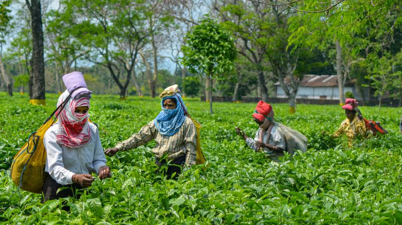 Women belonging to the tea-tribe community work at a garden during the nationwide lockdown to curb the spread of coronavirus, in Dibrugarh (PTI)