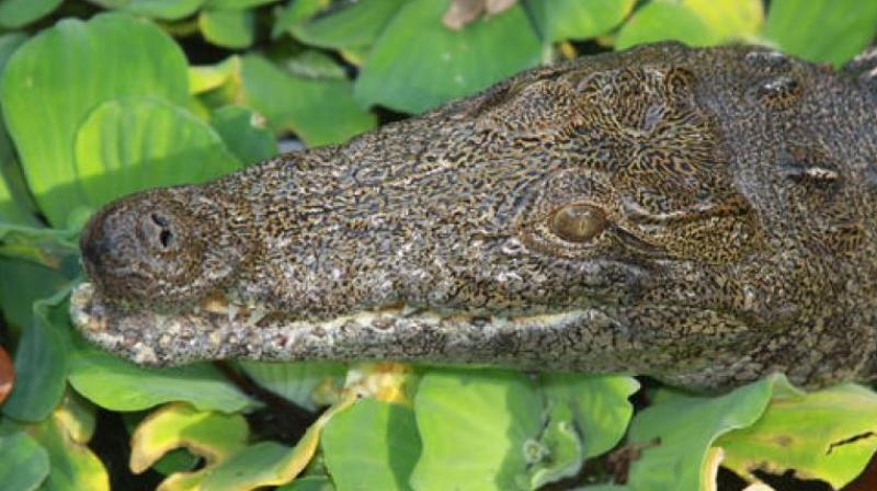 Some crocodile farms are equipped with slaughterhouses and tanneries to produce luxury products. (Photo: AP) Some crocodile farms are equipped with slaughterhouses and tanneries to produce luxury products. (Photo: AP)