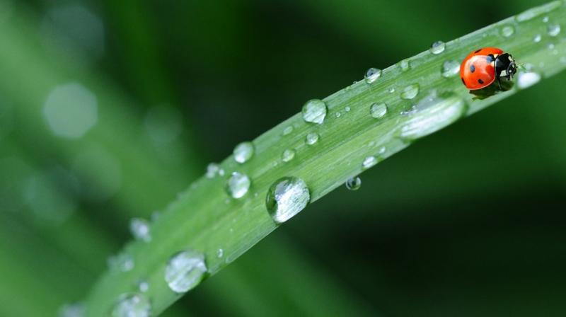 5 Instagram-worthy locations perfect for monsoons. (Photo:Pixabay) 5 Instagram-worthy locations perfect for monsoons. (Photo:Pixabay)
