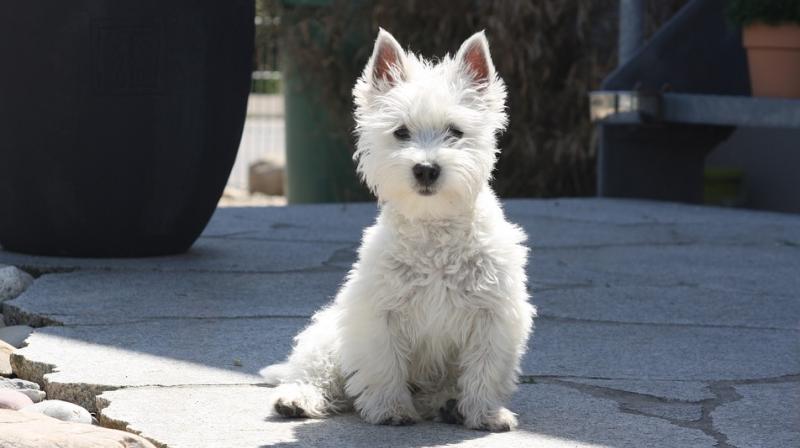 The video footage which had been posted online saw her dog Coco inside the washing machine, with her face pushed up against the door. (Representational Image/ Pixabay) The video footage which had been posted online saw her dog Coco inside the washing machine, with her face pushed up against the door. (Representational Image/ Pixabay)