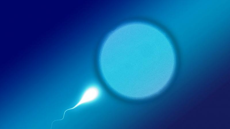 Men affected by RPL had twice sperm DNA damage compared with the unaffected men. (Photo: Representational/Pixabay) Men affected by RPL had twice sperm DNA damage compared with the unaffected men. (Photo: Representational/Pixabay)