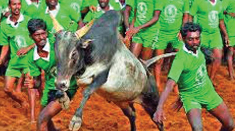 Jallikattu Jallikattu