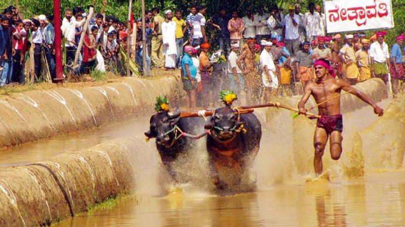Video evidence shows that kambala is inherently cruel and that participants use violence to force buffaloes to run – they yank them by ropes threaded through holes pierced in their sensitive noses, beat them in the face and body, hit them with heavy wooden sticks, and break their tailbones. (Photo: DC) Video evidence shows that kambala is inherently cruel and that participants use violence to force buffaloes to run – they yank them by ropes threaded through holes pierced in their sensitive noses, beat them in the face and body, hit them with heavy wooden sticks, and break their tailbones. (Photo: DC)