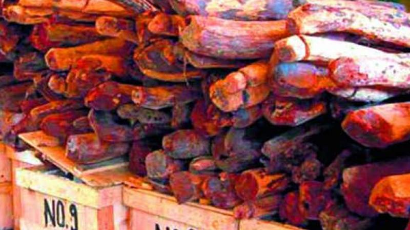 The sandalwood fallen down or seized from thieves are being auctioned through the e-auction process (Representational image) The sandalwood fallen down or seized from thieves are being auctioned through the e-auction process (Representational image)