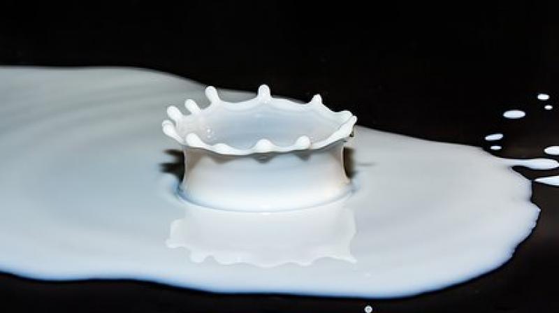 The bacteria can be spread to humans through the consumption of infected milk, beef and produce fertilised by cow manure. (Photo: Pixabay) The bacteria can be spread to humans through the consumption of infected milk, beef and produce fertilised by cow manure. (Photo: Pixabay)
