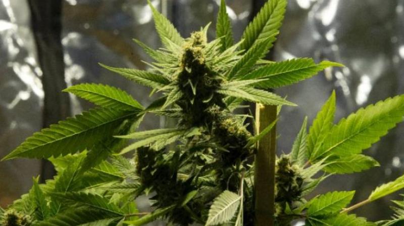The police said that when there was high demand, Pradeep sourced marijuana from one of his contacts, Govindappa from Kanakapura, and made huge profits.(Photo: AFP) The police said that when there was high demand, Pradeep sourced marijuana from one of his contacts, Govindappa from Kanakapura, and made huge profits.(Photo: AFP)