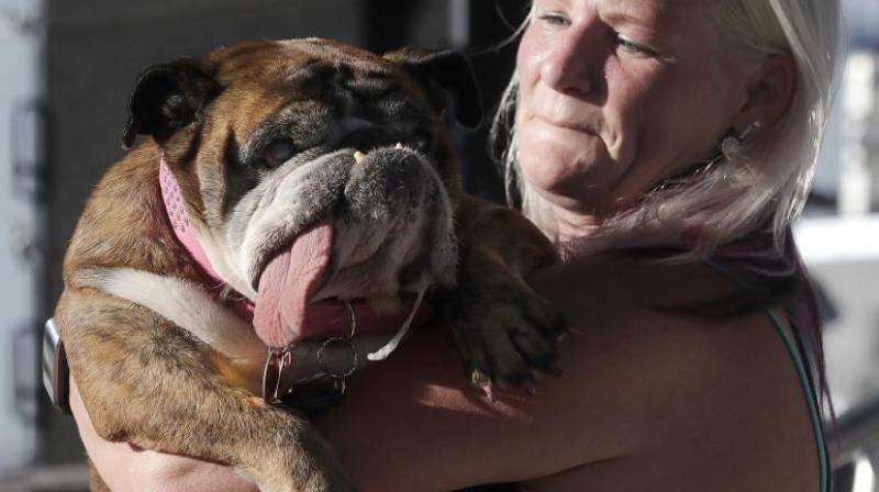 Zsa Zsa, an English Bulldog, is carried by owner Megan Brainard during the World's Ugliest Dog Contest at the Sonoma-Marin Fair in Petaluma, Calif., Saturday, June 23, 2018. Zsa Zsa won the contest. (Photo: AP) Zsa Zsa, an English Bulldog, is carried by owner Megan Brainard during the World's Ugliest Dog Contest at the Sonoma-Marin Fair in Petaluma, Calif., Saturday, June 23, 2018. Zsa Zsa won the contest. (Photo: AP)