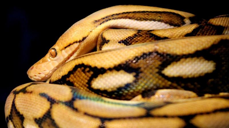 Woman tries to smuggle python inside hard drive in luggage onto flight. (Photo: Pixabay) Woman tries to smuggle python inside hard drive in luggage onto flight. (Photo: Pixabay)