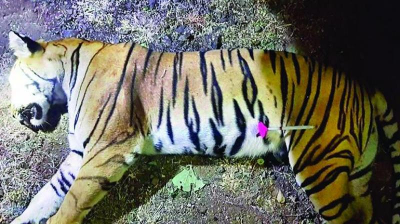 The report also raised doubts over the tranquiliser dart, which was seen on the big cat's carcass, suggesting that it was not even released from the tranquilising rifle. (Photo: File) The report also raised doubts over the tranquiliser dart, which was seen on the big cat's carcass, suggesting that it was not even released from the tranquilising rifle. (Photo: File)