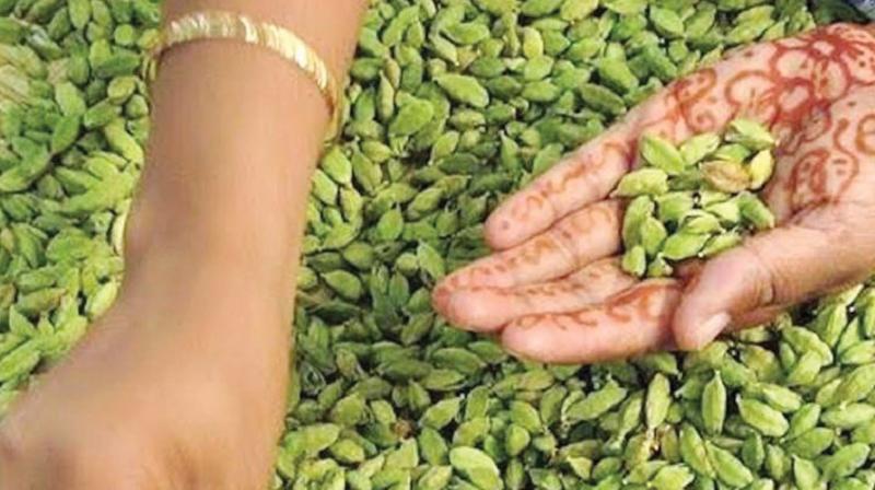 Popular varieties give a yield of 340 kg per hectare, but hybrid may increase it by 200 kg. Popular varieties give a yield of 340 kg per hectare, but hybrid may increase it by 200 kg.