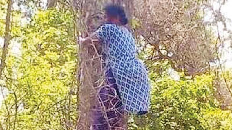 ribal leader Muthamma climbs a tree in support of her demands at Diddalli in Kodagu.