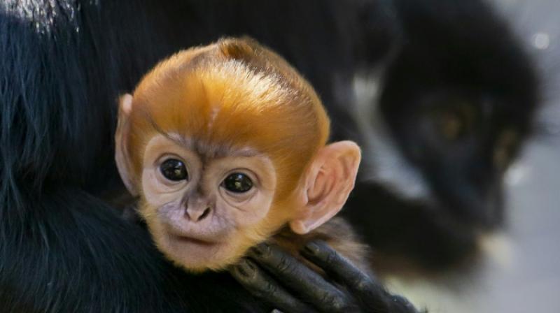 There are about 3,000 Francois' Langurs living in the world. (Photo: AFP) There are about 3,000 Francois' Langurs living in the world. (Photo: AFP)