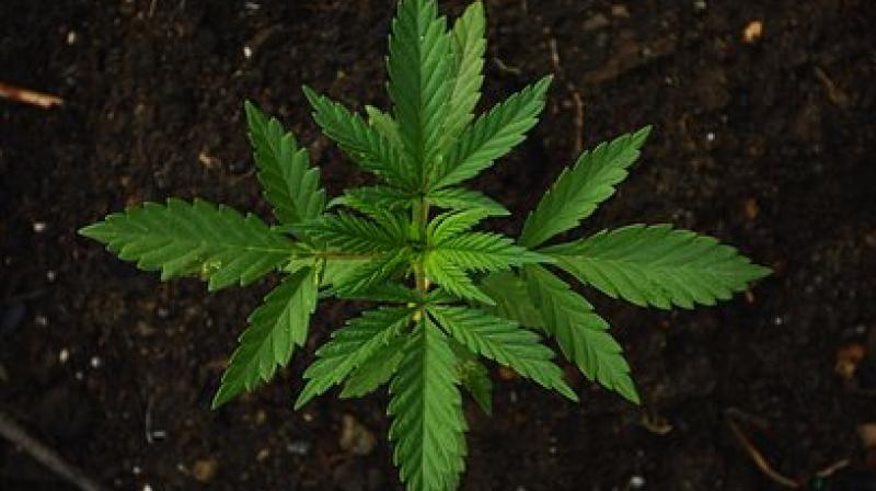 The quality of the plants will be monitored. (Photo: Representational/Pixabay) The quality of the plants will be monitored. (Photo: Representational/Pixabay)