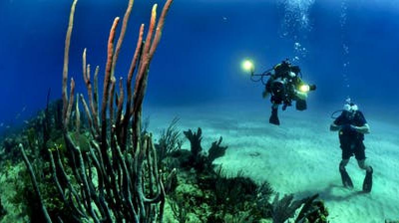 The commercial permit includes snorkelling and scuba diving among others. (Photo: Representational/Pexels) The commercial permit includes snorkelling and scuba diving among others. (Photo: Representational/Pexels)