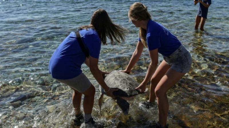 Volunteers help turtles on the beaches of Kyparissia Bay in Greece. (Photo: AFP) Volunteers help turtles on the beaches of Kyparissia Bay in Greece. (Photo: AFP)