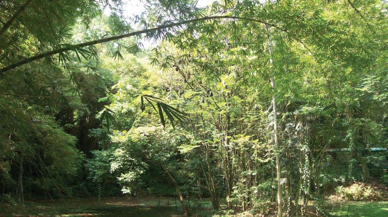 The pond at the Thiruvananthapuram Zoo. The pond at the Thiruvananthapuram Zoo.