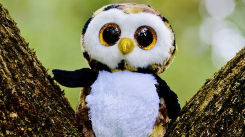 If current trends continue, scientists predict that the Spotted Owl could be extinct in the region within approximately six to eight decades. (Photo: Representational/Pexels) If current trends continue, scientists predict that the Spotted Owl could be extinct in the region within approximately six to eight decades. (Photo: Representational/Pexels)