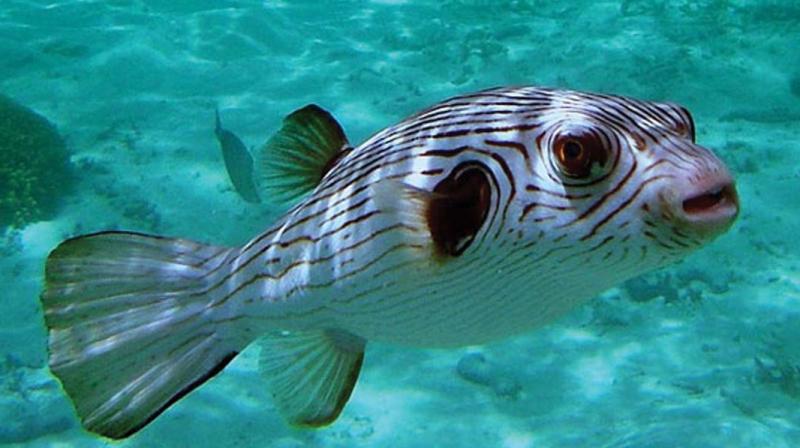 The government has imposed restrictions without initiating discussions with the stakeholders in the sector, said an ornamental fish trader in Kochi. The government has imposed restrictions without initiating discussions with the stakeholders in the sector, said an ornamental fish trader in Kochi.