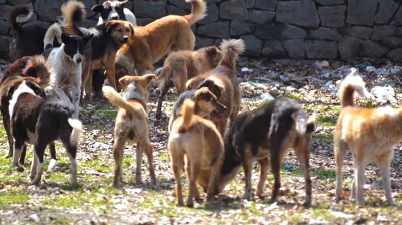 Pulluvila Community Health Centre (CHC) treats between 20-23 dog bite cases. Pulluvila Community Health Centre (CHC) treats between 20-23 dog bite cases.