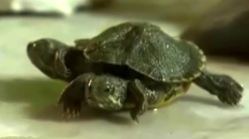 The turtle can move and function like any other (Photo: YouTube) The turtle can move and function like any other (Photo: YouTube)