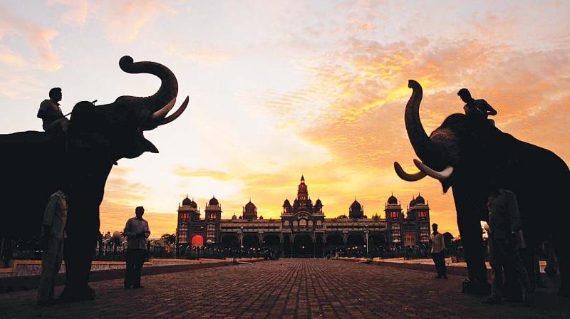 The state government, for which the Dasara event is a matter of prestige, is spending Rs 20 lakh to indulge them with nutritious food, according to deputy conservator of forests and Dasara elephants in-charge, Mr Siddaramappa. The state government, for which the Dasara event is a matter of prestige, is spending Rs 20 lakh to indulge them with nutritious food, according to deputy conservator of forests and Dasara elephants in-charge, Mr Siddaramappa.