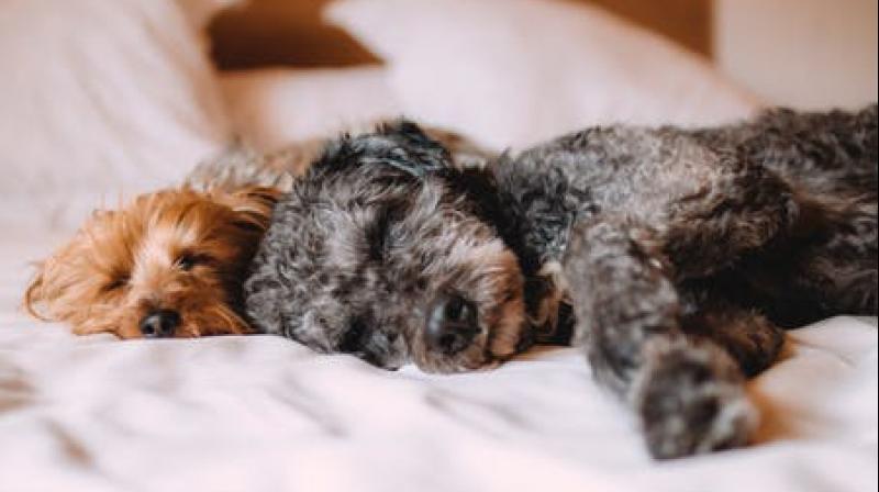 A good night's sleep is a dog away. (Photo: Representational/Pexels) A good night's sleep is a dog away. (Photo: Representational/Pexels)