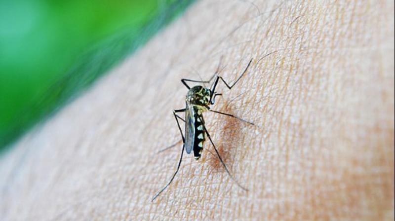 Mosquitoes have a unique immunity system. (Photo: Representational/Pixabay) Mosquitoes have a unique immunity system. (Photo: Representational/Pixabay)