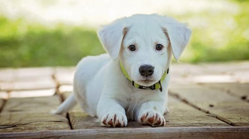 These furry creatures have often saved human lives. (Photo: Representational/Pixabay) These furry creatures have often saved human lives. (Photo: Representational/Pixabay)
