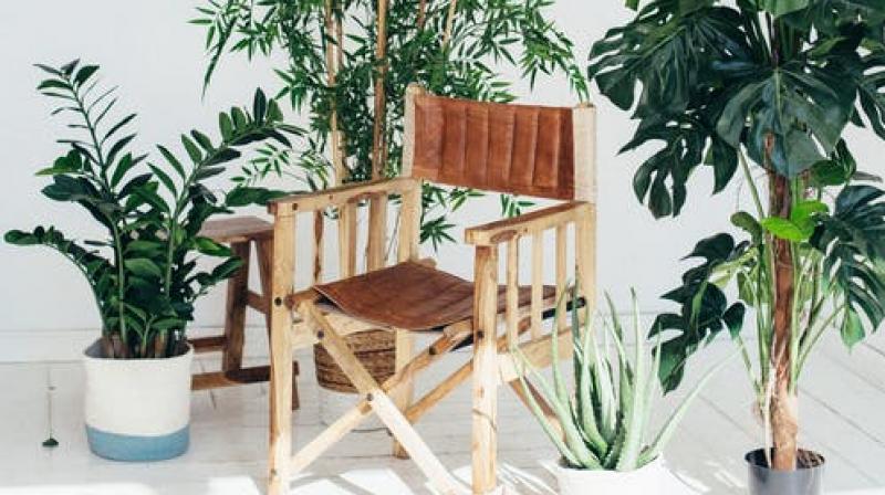 Gavin was inspired by a bonsai tree that looked like a chair. (Photo: Representational/Pexels) Gavin was inspired by a bonsai tree that looked like a chair. (Photo: Representational/Pexels)