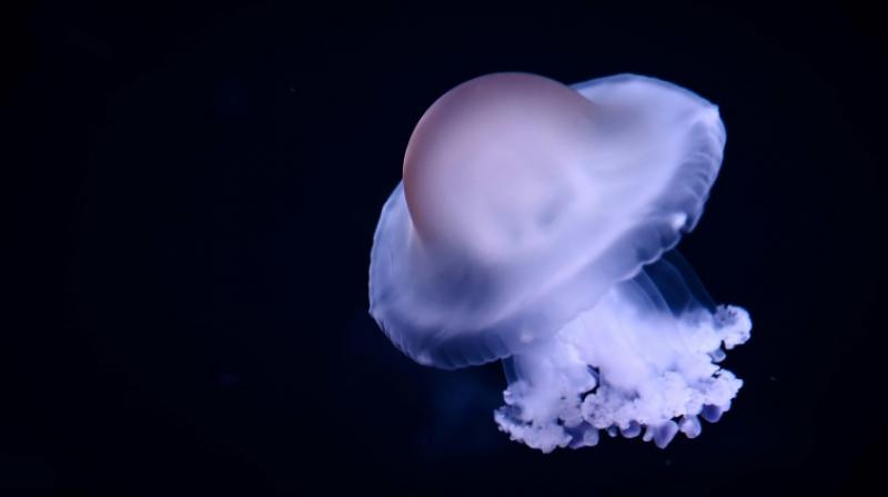 The population of jellyfish has incredibly surged in the recent years. (Photo: AFP) The population of jellyfish has incredibly surged in the recent years. (Photo: AFP)