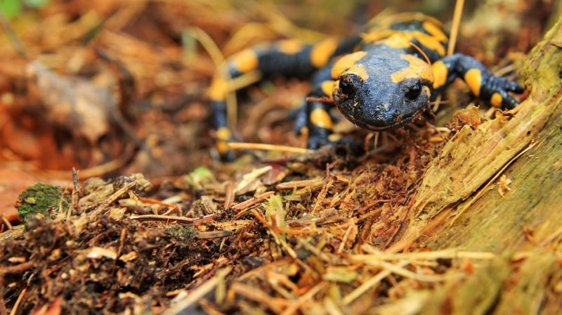 The park service has closed part of the road overnights during mating season since 2003 so the amphibians can safely cross the highway to breeding pools. (Photo: Pixabay) The park service has closed part of the road overnights during mating season since 2003 so the amphibians can safely cross the highway to breeding pools. (Photo: Pixabay)