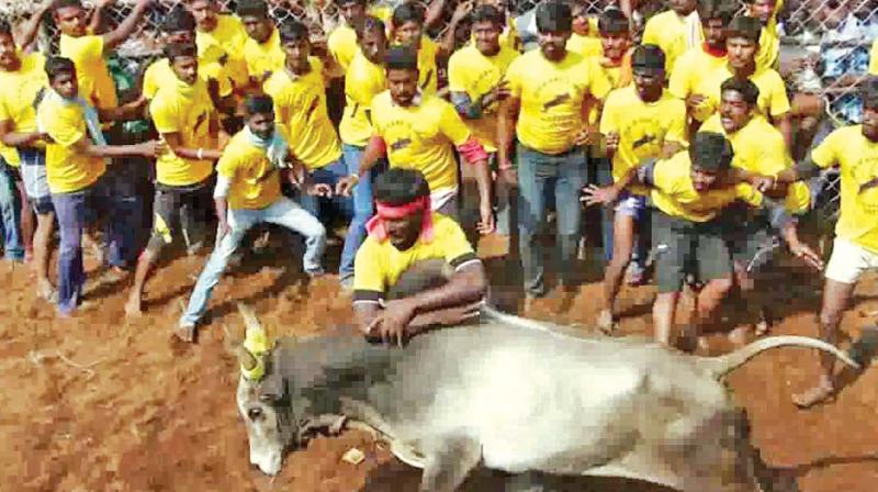 A tamer embraces the hump of a bull in Dindigul. (Photo: DC) A tamer embraces the hump of a bull in Dindigul. (Photo: DC)
