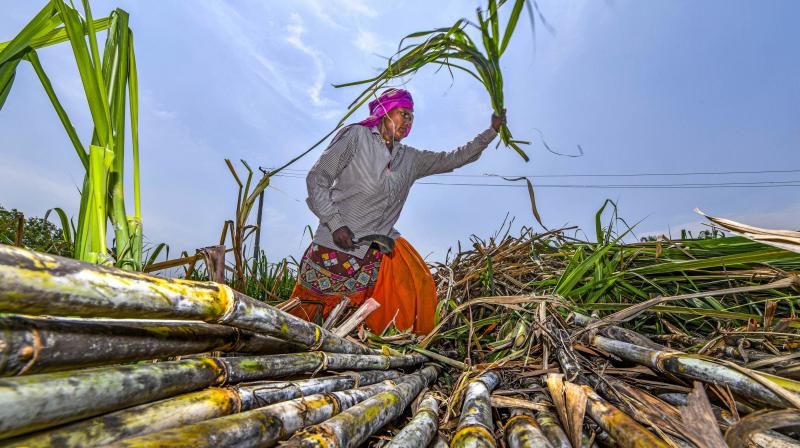 A farmer harvests sugarcane crop in a field in Muzaffarnagar. (PTI Photo)