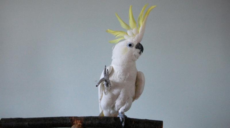 While the internet is replete with videos of parrots dancing, suggesting Snowball's abilities are far from unique, the ability is notably absent from primates, our closest genetic relatives, and our close companions dogs. (Photo: AFP) While the internet is replete with videos of parrots dancing, suggesting Snowball's abilities are far from unique, the ability is notably absent from primates, our closest genetic relatives, and our close companions dogs. (Photo: AFP)