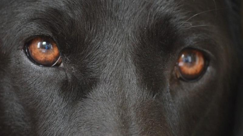 It is not known why or precisely when humans first brought wolves in from the cold and the evolution from wolf to dog began, but this research helps us understand some of the likely mechanisms underlying dog domestication. (ANI) It is not known why or precisely when humans first brought wolves in from the cold and the evolution from wolf to dog began, but this research helps us understand some of the likely mechanisms underlying dog domestication. (ANI)