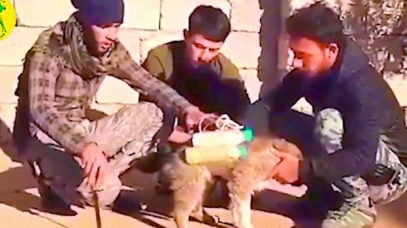 The horrifying video was apparently uploaded online by fighters with the Iraqi Popular Mobilisation Units. The horrifying video was apparently uploaded online by fighters with the Iraqi Popular Mobilisation Units.
