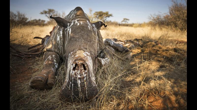 The first case of rhino poaching this year happened at Daflang camp area of KNP's Bagori Range on January 14, but the poachers could not take away its horn. (Photo: AP / Representational Image) The first case of rhino poaching this year happened at Daflang camp area of KNP's Bagori Range on January 14, but the poachers could not take away its horn. (Photo: AP / Representational Image)