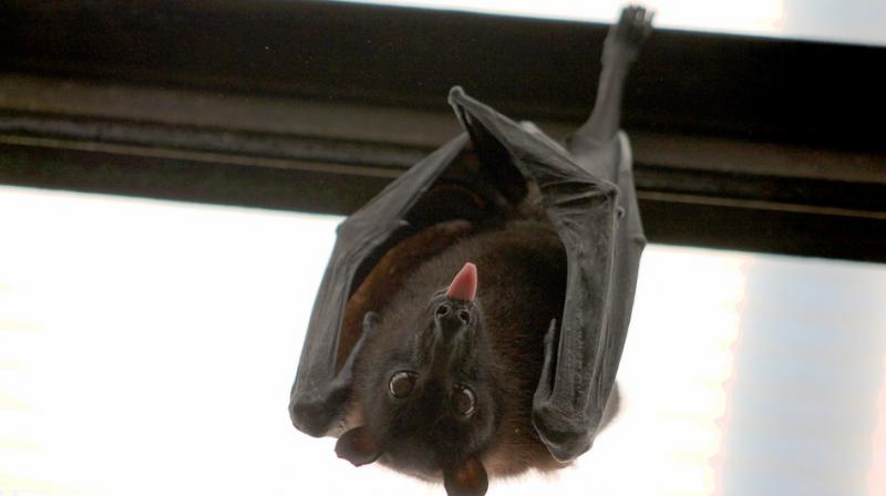 Previously, common vampire bats were found to start feeding on invasive wild pigs. (Photo: Pixabay) Previously, common vampire bats were found to start feeding on invasive wild pigs. (Photo: Pixabay)