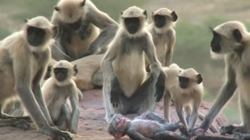 The langurs mourned for the robot after believing that it had died. (Credit: YouTube) The langurs mourned for the robot after believing that it had died. (Credit: YouTube)