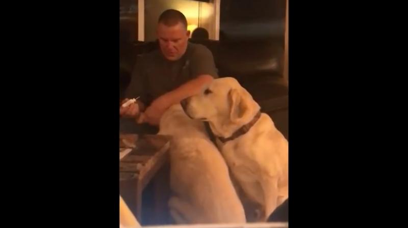 Viewers first see the first dog sitting as her owner, puts medicine into her ear and massages it in. Viewers first see the first dog sitting as her owner, puts medicine into her ear and massages it in.