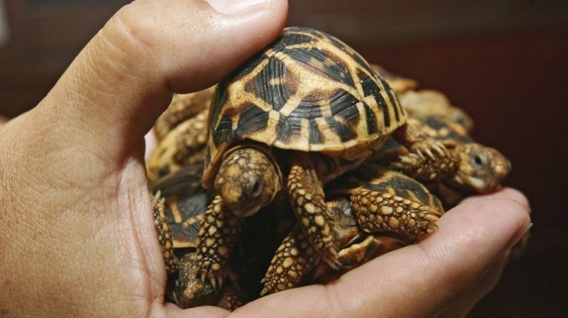 The report said rarer and protected species command higher prices (Photo: AP) The report said rarer and protected species command higher prices (Photo: AP)